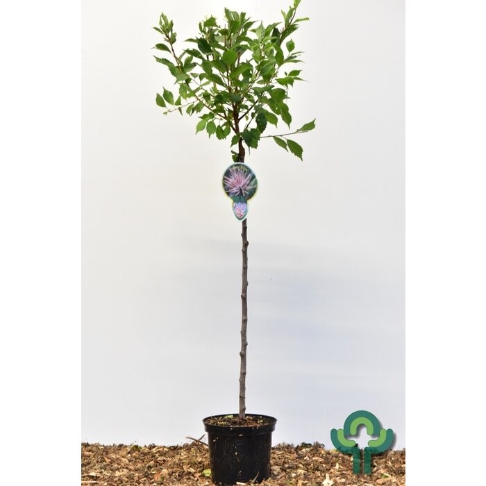 Amandelboom op stam - Prunus triloba