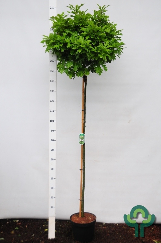 Bolvormige moeraseik op stam - Quercus palustris 'Green Dwarf'