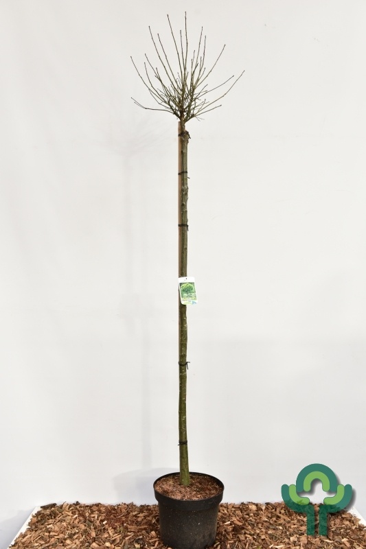 Bolvormige moeraseik op stam - Quercus palustris 'Green Dwarf'