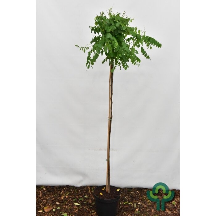 Bolacacia op stam - Robinia pseudoacacia 'Umbraculifera'