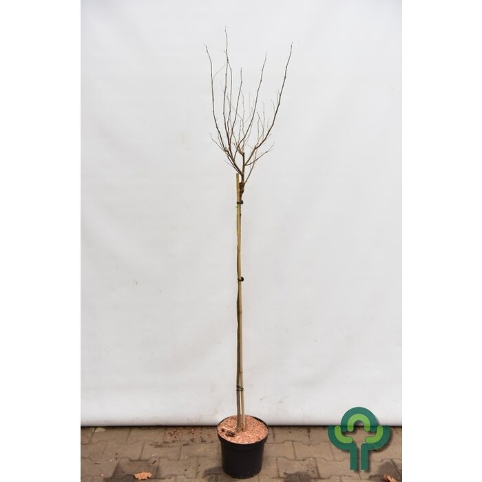 Bolacacia op stam - Robinia pseudoacacia 'Umbraculifera'