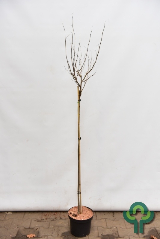 Bolacacia op stam - Robinia pseudoacacia 'Umbraculifera'