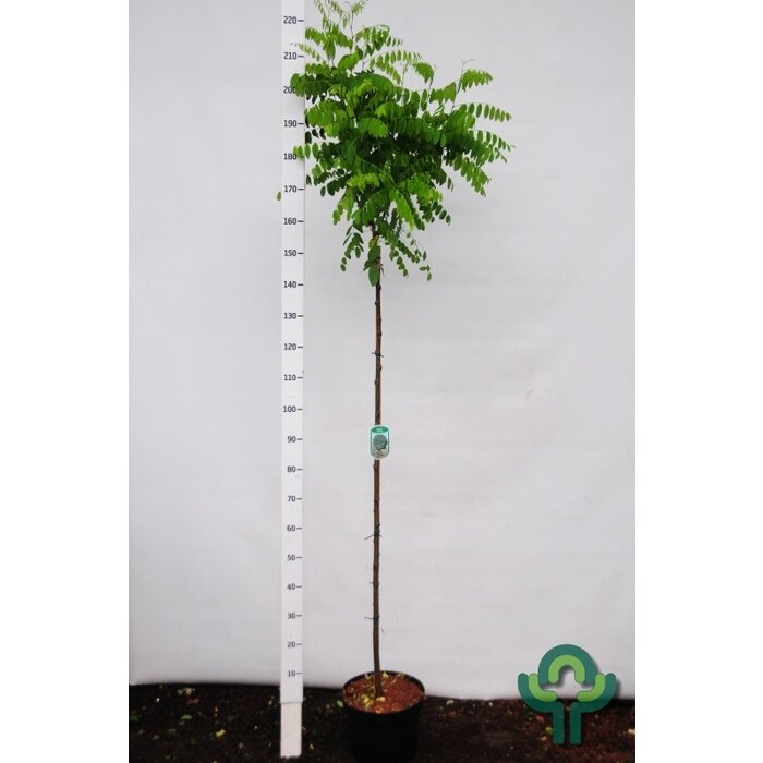 Bolacacia op stam - Robinia pseudoacacia 'Umbraculifera'