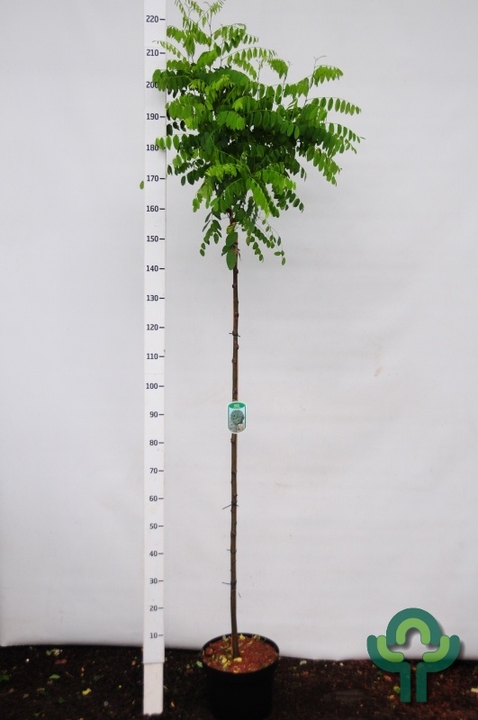 Bolacacia op stam - Robinia pseudoacacia 'Umbraculifera'