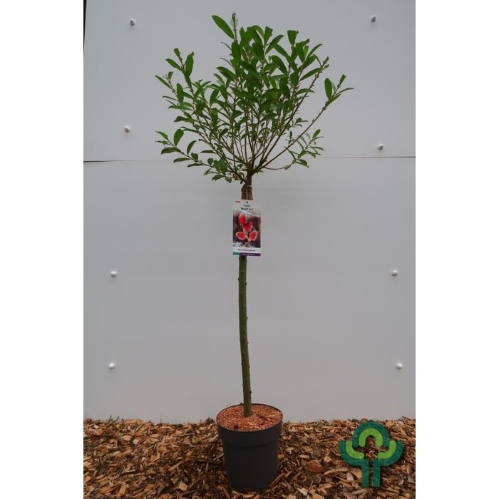 Wilg op stam (Salix gracilistyla 'Mount Aso')