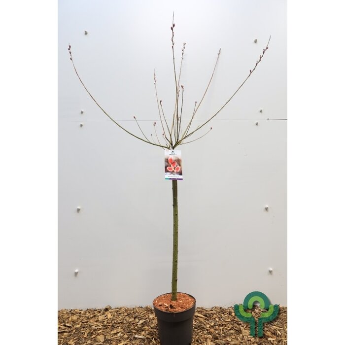 Wilg op stam (Salix gracilistyla 'Mount Aso')