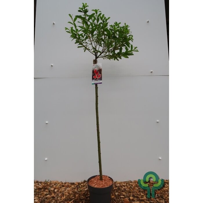 Wilg op stam (Salix gracilistyla 'Mount Aso')