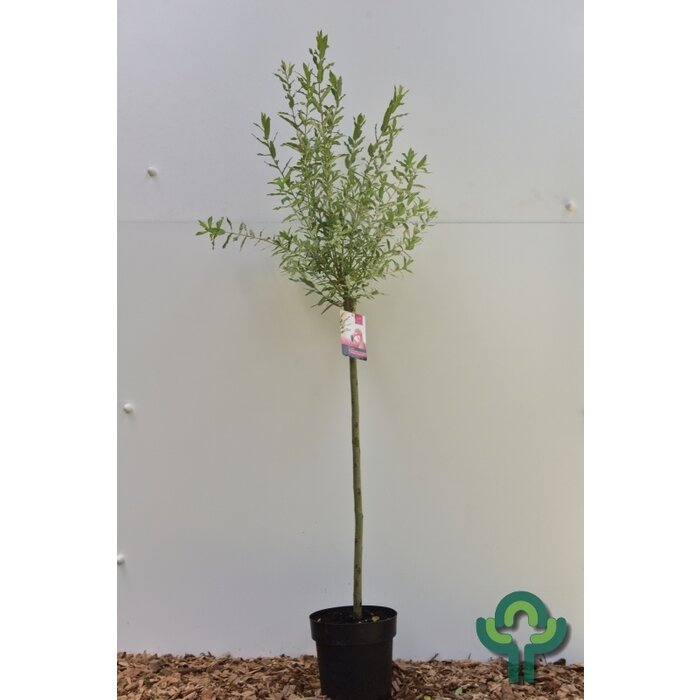 Wilg op stam - Salix integra 'Flamingo'