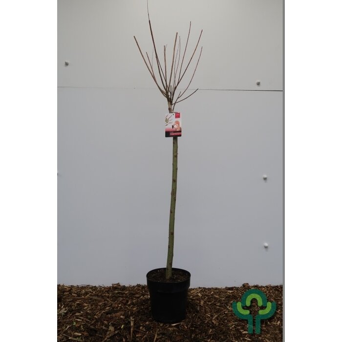 Wilg op stam - Salix integra 'Flamingo'