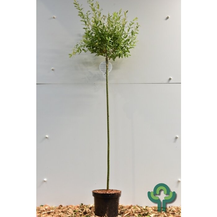 Wilg op stam - Salix integra 'Hakuro-nishiki'