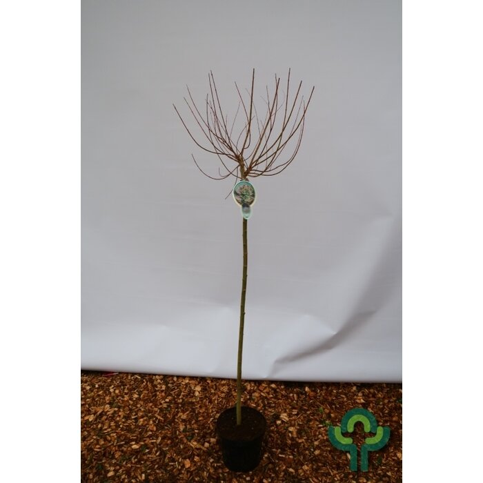 Wilg op stam - Salix integra 'Hakuro-nishiki'