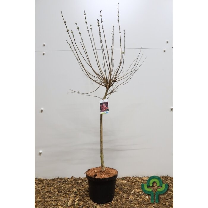 Dwergsering op stam (Syringa 'Josée')