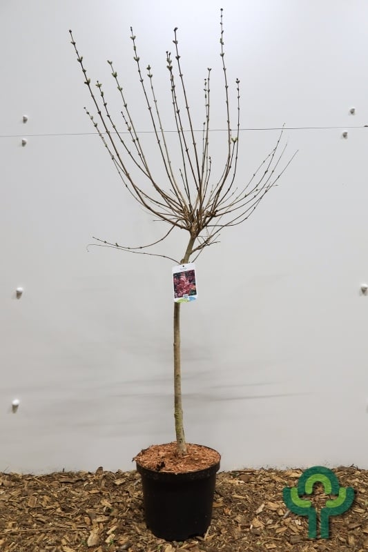 Dwergsering op stam (Syringa 'Josée')