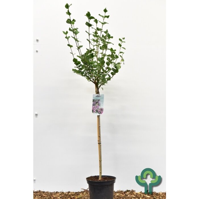 Sering op stam - Syringa meyeri 'Palibin'