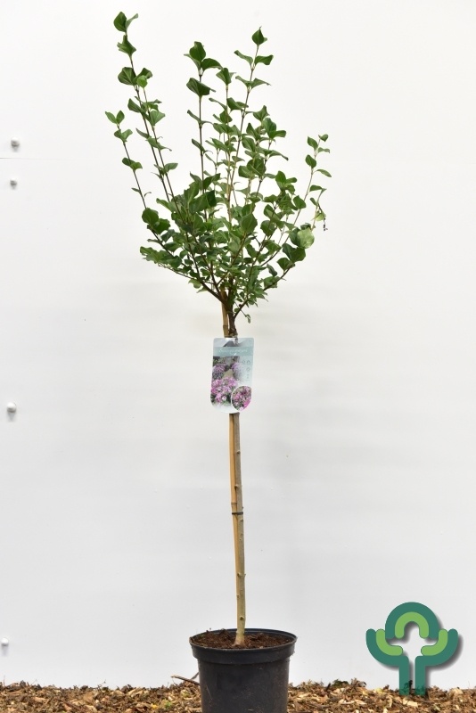 Sering op stam - Syringa meyeri 'Palibin'