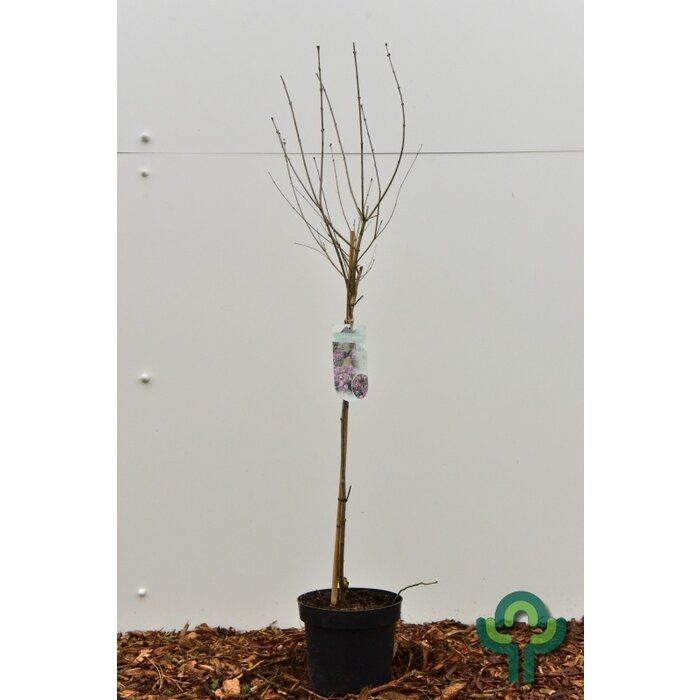 Sering op stam - Syringa meyeri 'Palibin'