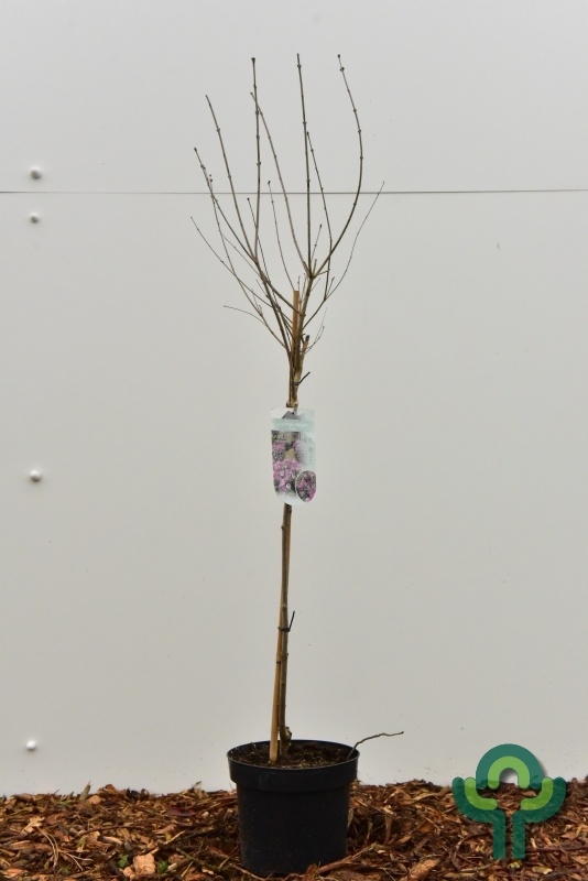 Sering op stam - Syringa meyeri 'Palibin'