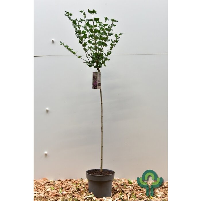 Sering op stam - Syringa meyeri 'Palibin'