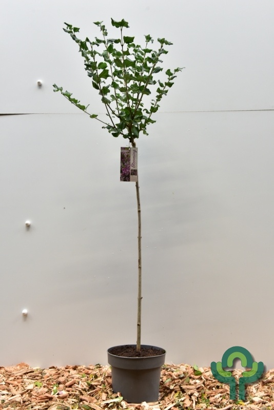 Sering op stam - Syringa meyeri 'Palibin'