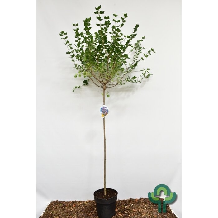 Sering op stam - Syringa meyeri 'Palibin'