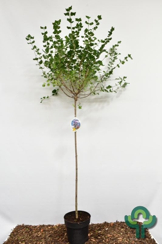 Sering op stam - Syringa meyeri 'Palibin'