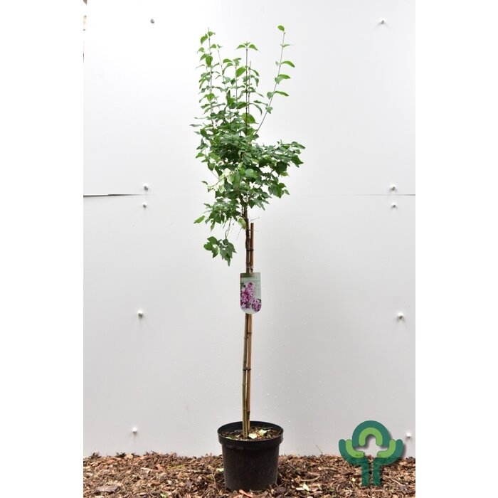 Sering op stam - Syringa microphylla 'Superba'