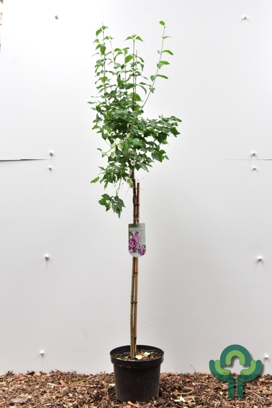 Sering op stam - Syringa microphylla 'Superba'