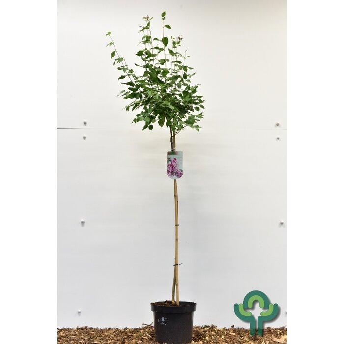 Sering op stam - Syringa microphylla 'Superba'