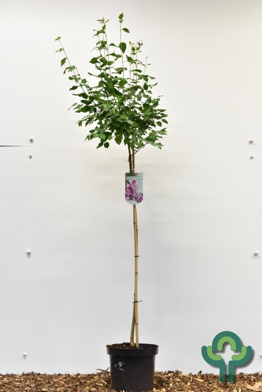 Sering op stam - Syringa microphylla 'Superba'