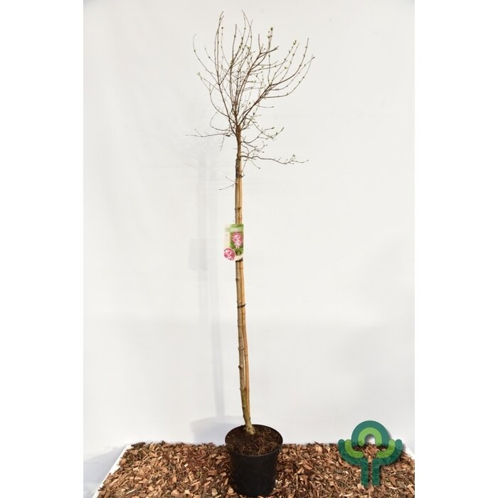 Sering op stam - Syringa microphylla 'Superba'