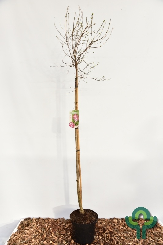 Sering op stam - Syringa microphylla 'Superba'