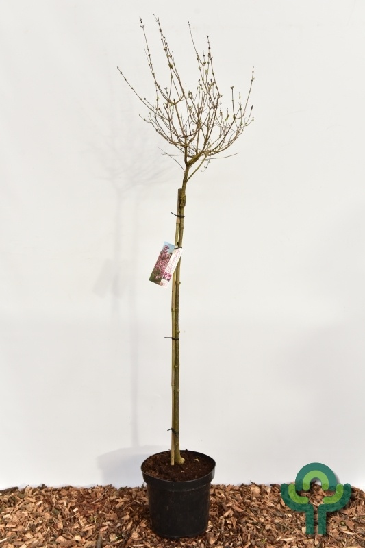 Dwergsering op stam - Syringa 'Pink Perfume'