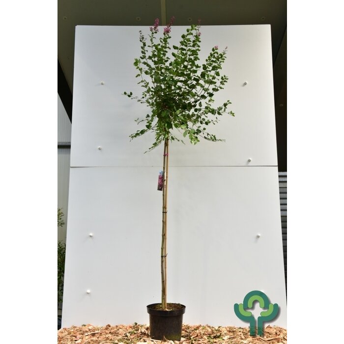 Dwergsering op stam - Syringa 'Pink Perfume'