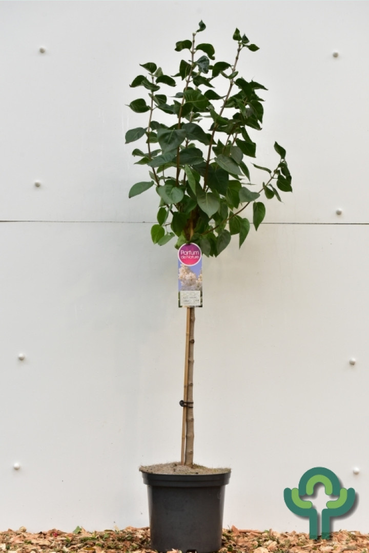 Sering op stam - Syringa vulgaris 'Michel Buchner'