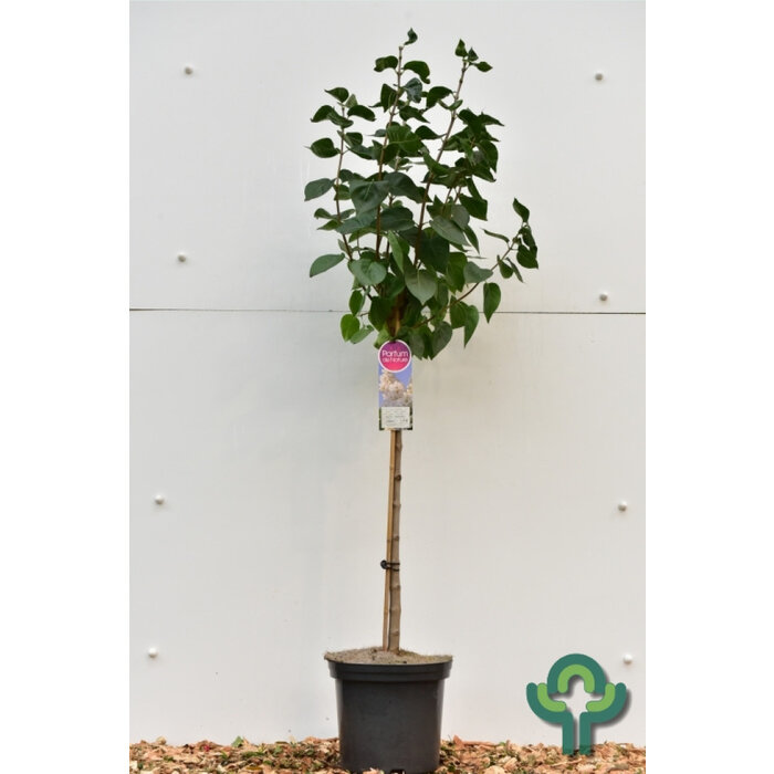 Sering op stam - Syringa vulgaris 'Andenken an Ludwig Spath'