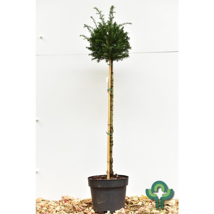 Venijnboom op stam - Taxus baccata