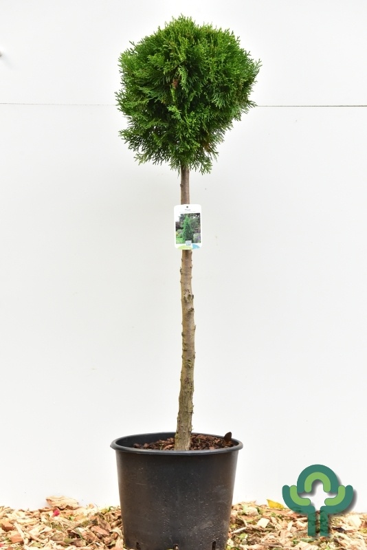 Thuja occidentalis 'Smaragd' - conifeer op stam