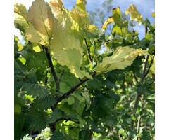 Goudiep op stam - Ulmus hollandica 'Wredei' stam