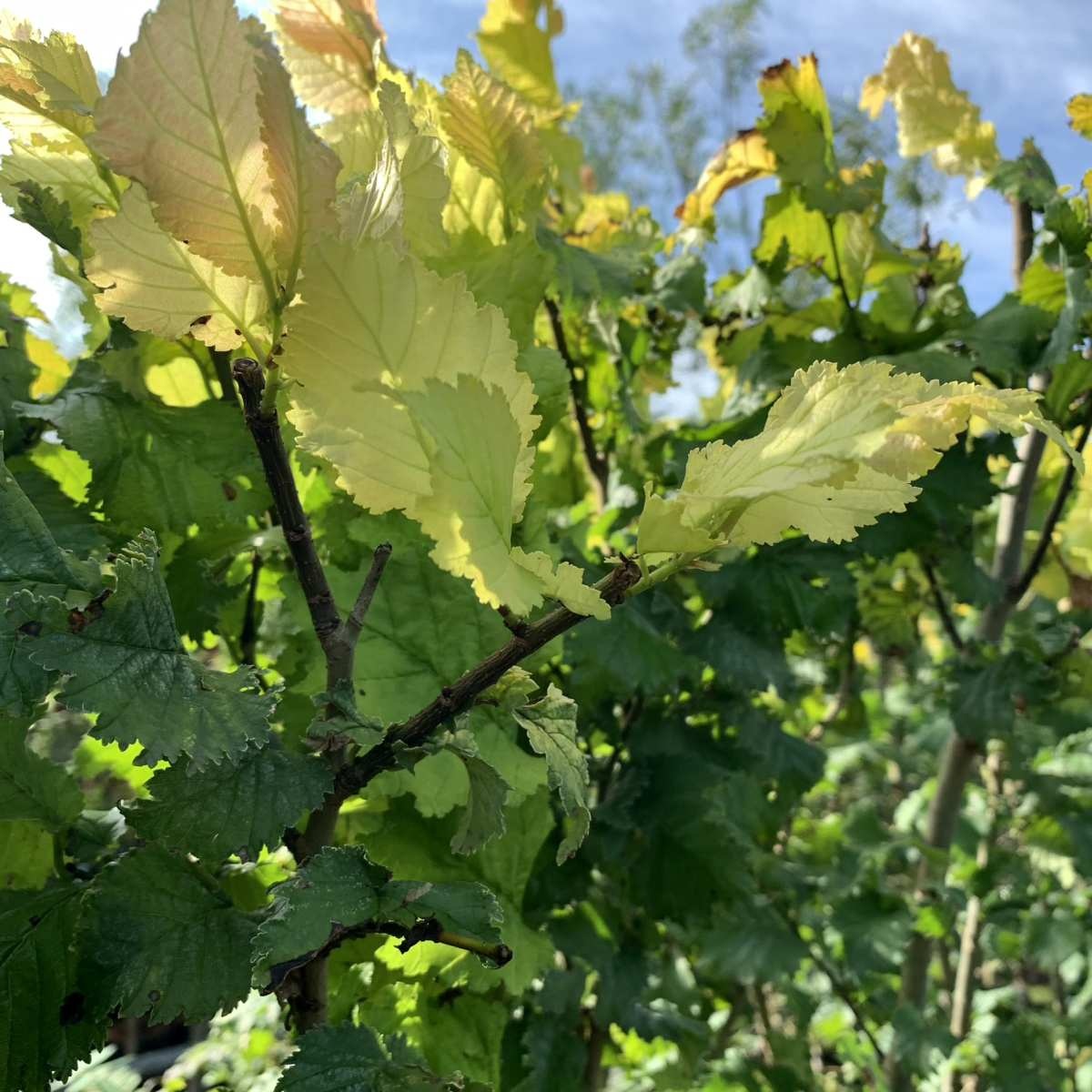 Goudiep op stam - Ulmus hollandica 'Wredei'
