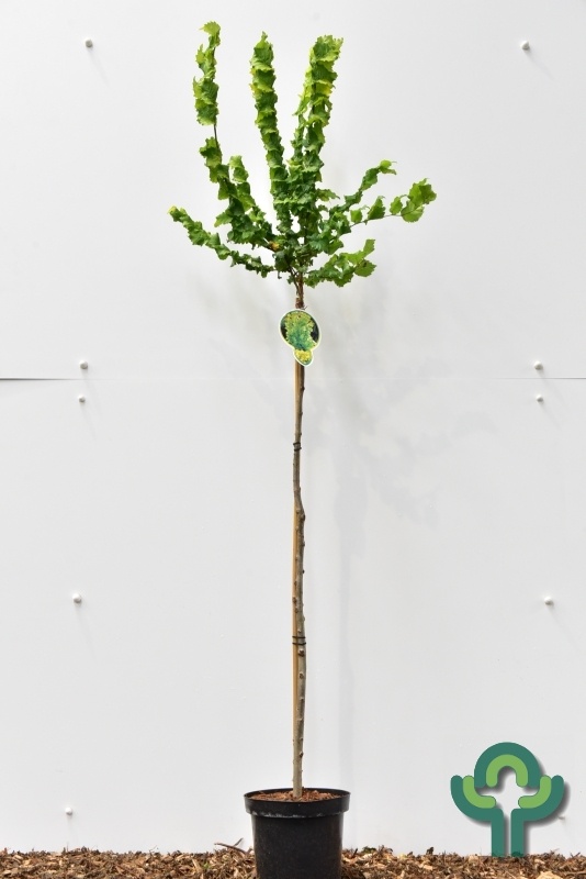 Goudiep op stam - Ulmus hollandica 'Wredei'