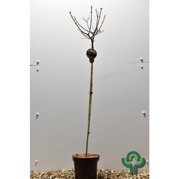 Sneeuwbal op stam - Viburnum bodnantense 'Charles Lamont'