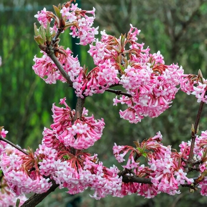 Sneeuwbal op stam - Viburnum bodnantense 'Charles Lamont'