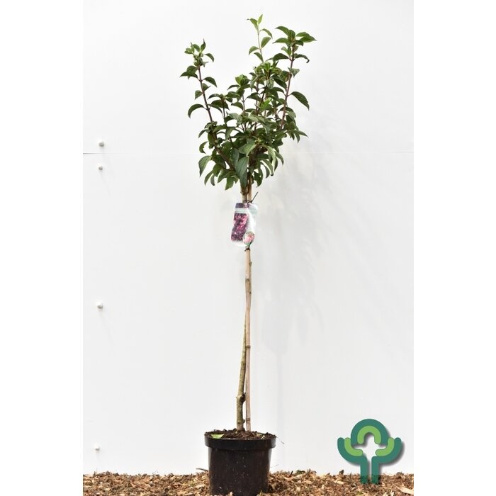 Viburnum bodnantense 'Dawn' op stam