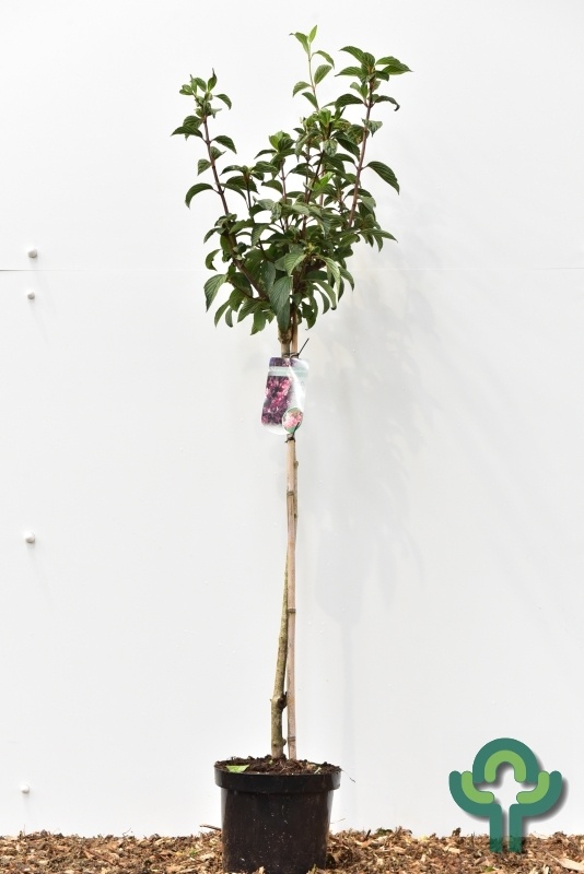 Viburnum bodnantense 'Dawn' op stam