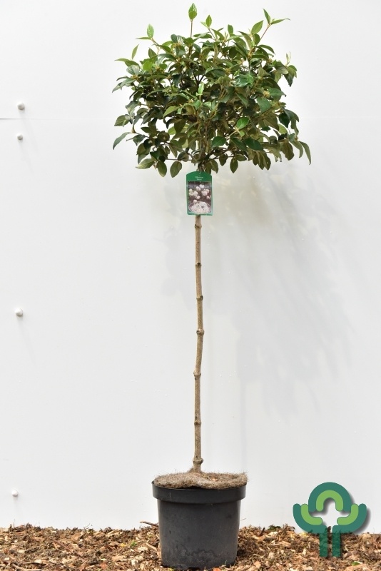 Sneeuwbal op stam - Viburnum carlcephalum