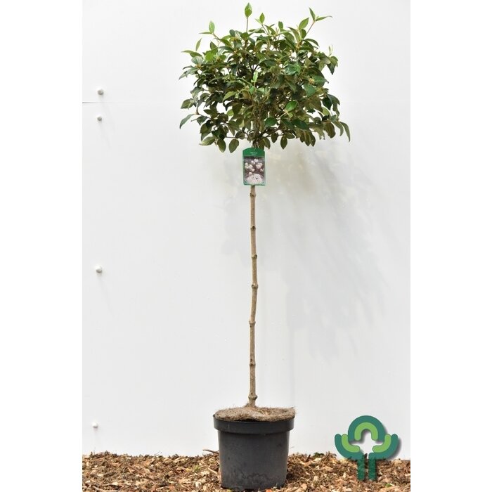 Sneeuwbal op stam - Viburnum 'Eskimo'