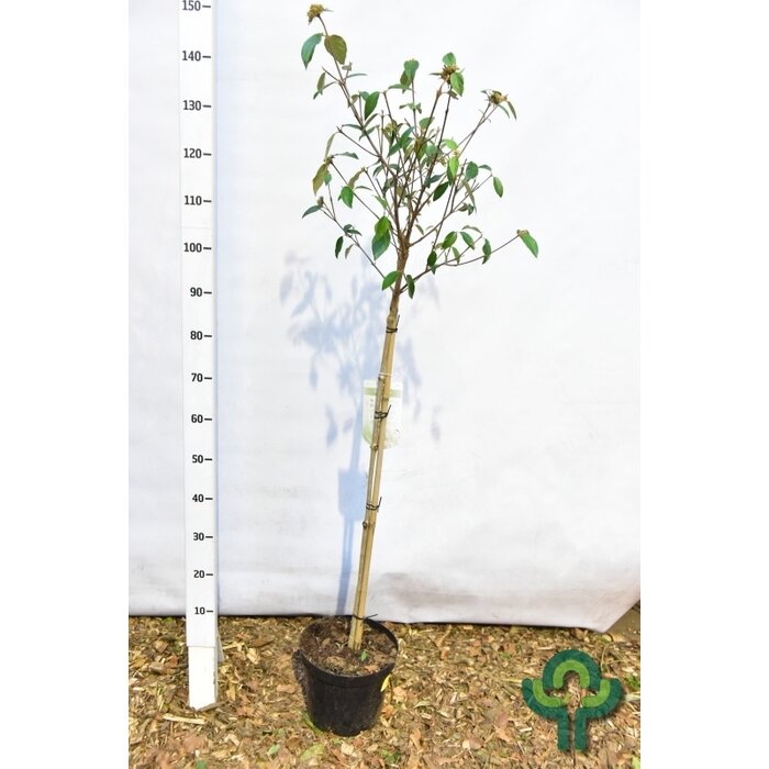 Sneeuwbal op stam - Viburnum 'Eskimo'