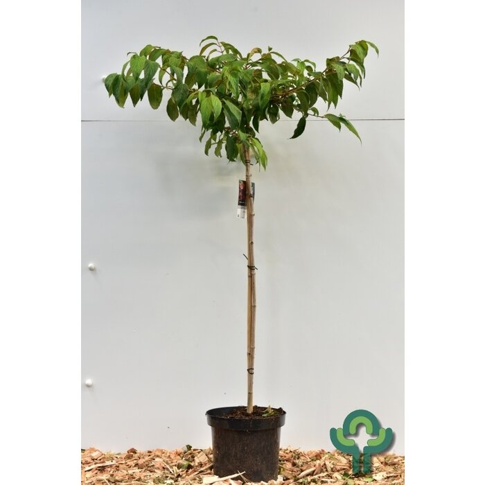 Japanse sneeuwbal op stam - Viburnum plicatum Kilimandjaro