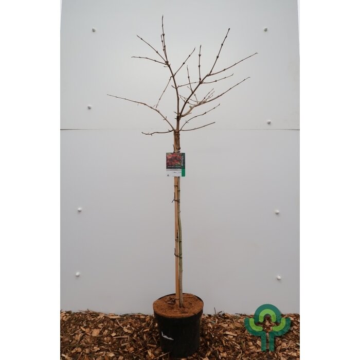 Japanse sneeuwbal op stam - Viburnum plicatum Kilimandjaro