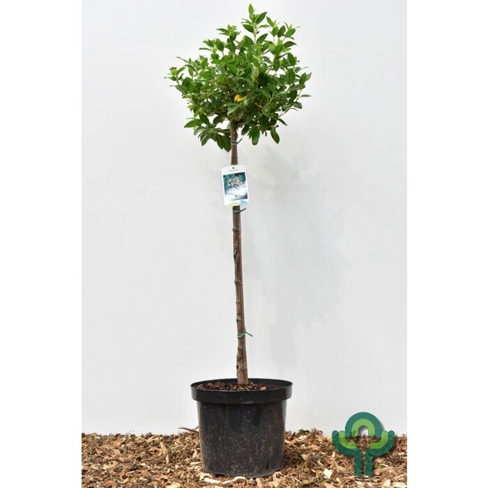 Sneeuwbal op stam - Viburnum tinus